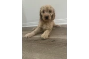 $1000 : Mini golden doodle thumbnail