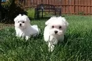 GRATIS MALTESE PUPPIES 4 SALE en Fajardo