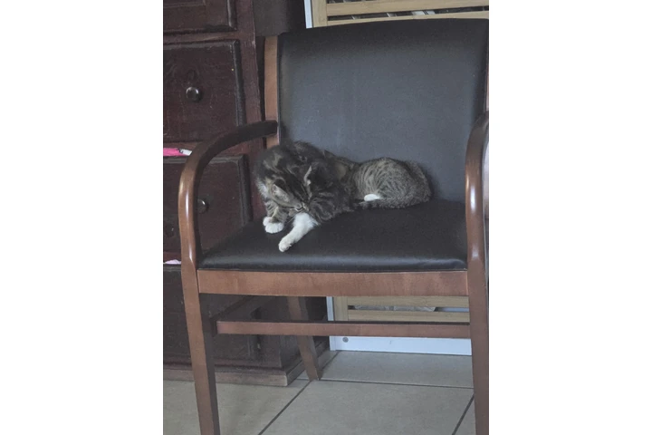 $10 : Free kittens image 6
