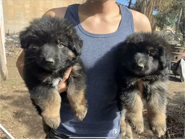 $350 : Cachorros de pastor alemán image 5