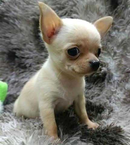 $350 : Cachorros Chihuahua en venta image 6