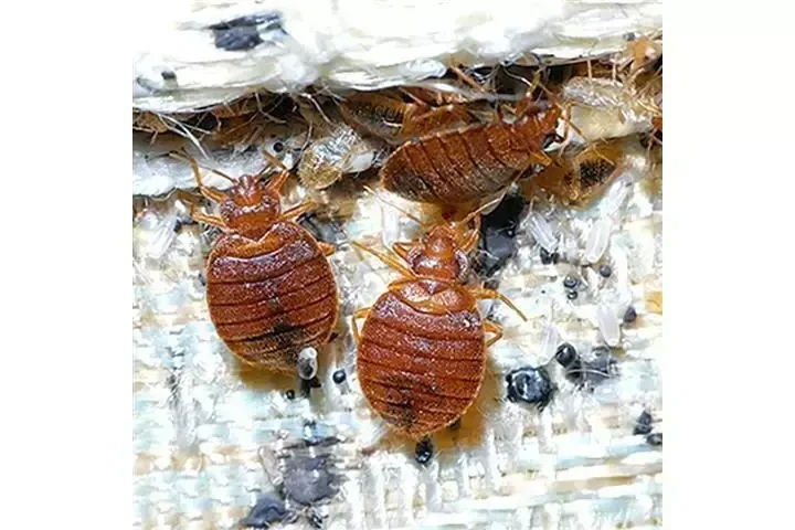 TIENE DERECHOS DE INQUILINO image 5