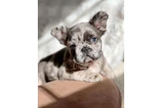 $400 : French bulldog thumbnail