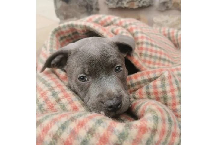 $350 : pitbull en venta image 4