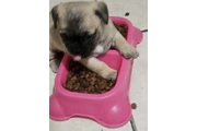Bbs pug en Los Angeles