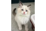 Beautiful Ragdoll  Kittens en Miami