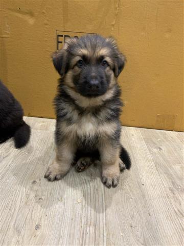 $400 : Cachorros de pastor alemán en image 1