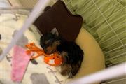 $500 : Akc registered Yorkie Puppies thumbnail