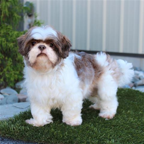 $590 : Shih tzu dogs for sale image 4