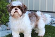 $590 : Shih tzu dogs for sale thumbnail