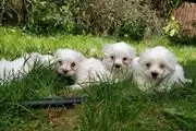 Pequeños cachorros malteses en Managua