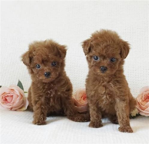 $400 : Cachorros caniche para adopció image 2