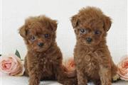 $400 : Cachorros caniche para adopció thumbnail