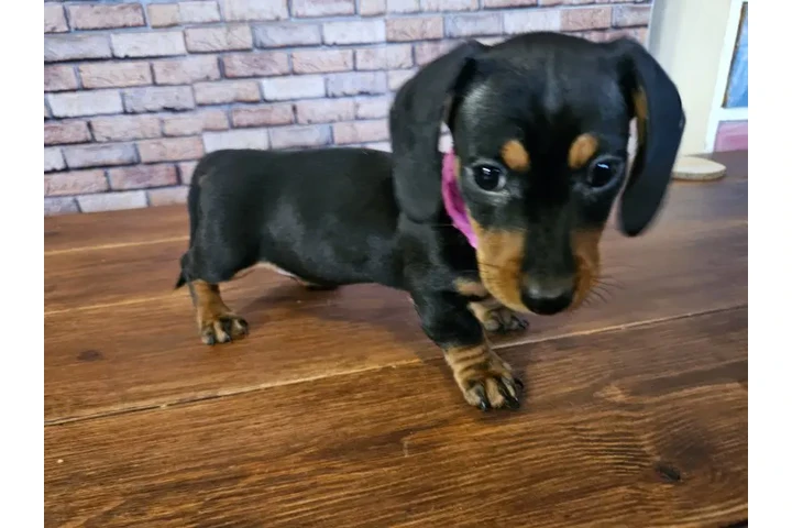 $240 : Miniature dachshund image 2