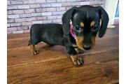 $240 : Miniature dachshund thumbnail