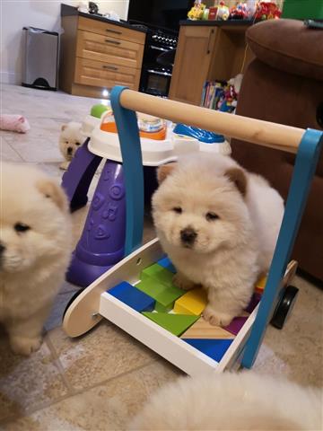 Well Socialized chow chow Pup image 1