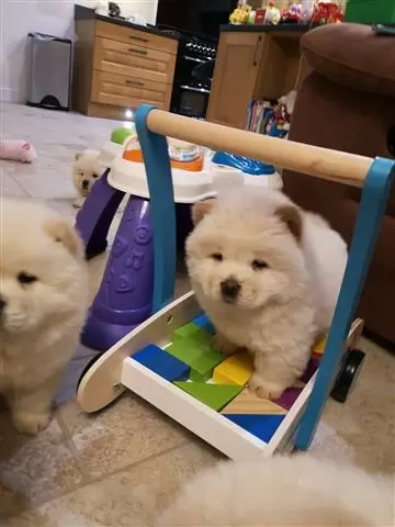 $400 : Well Socialized chow chow Pup image 1