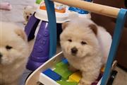 Well Socialized chow chow Pup