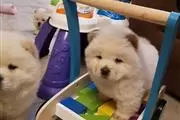 Well Socialized chow chow Pup