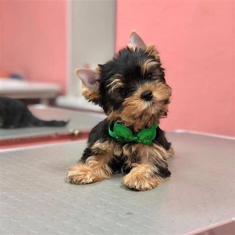 $120 : male and female yorkies pups image 2