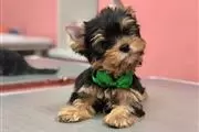 $120 : male and female yorkies pups thumbnail