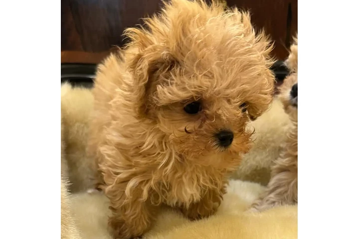 $350 : Maltipoo taza de té image 3