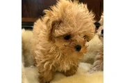 $350 : Maltipoo taza de té thumbnail