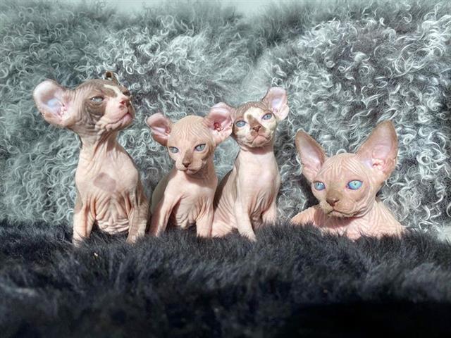 $600 : Male and Female Sphynx kittens image 1