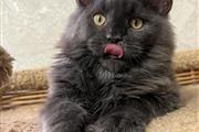 main coon Om para adopci en Imperial County