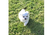 $450 : mini maltese thumbnail