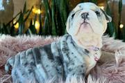 $350 : Cachorrita Bulldog Ingles thumbnail