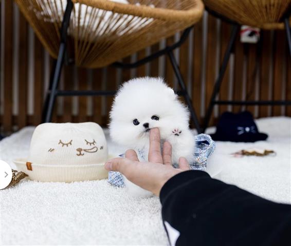 $300 : Pomeranian puppies image 4