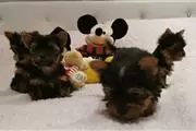 Cute and Adorable Yorkie puppi en Anchorage