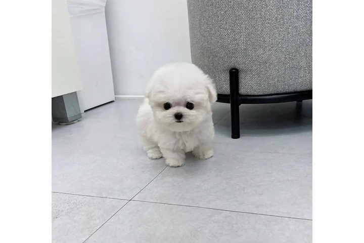 $400 : Teacup Maltese puppy for sale image 2