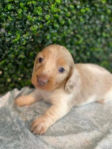 $600 : Adorables cachorros Dachshund image 4