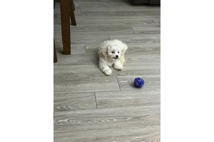 $350 : Cachorros shihtzu maltes image 3