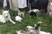 Husky for Adoption en Arlington VA
