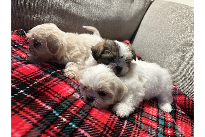 $1500 : Shitzu image 8