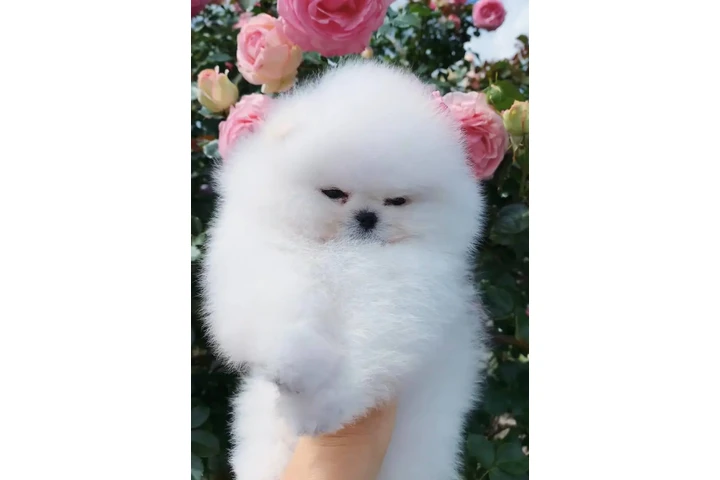 $300 : Pomeranian puppies image 1