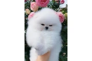 Pomeranian puppies en Houston