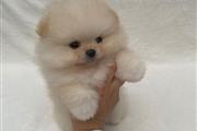 $500 : Teacup Pomeranian thumbnail