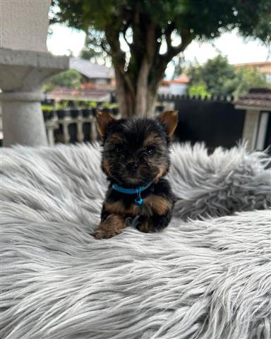 $350 : Cachorrito Yorkshire Terrier image 2