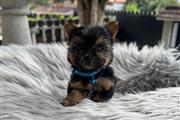 $350 : Cachorrito Yorkshire Terrier thumbnail