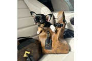 $250 : Chihuahua teacup puppies thumbnail