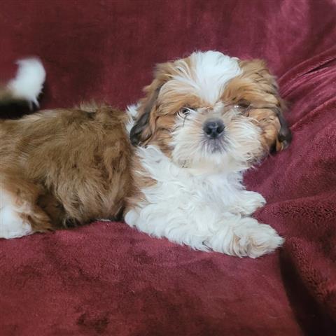 $300 : Well Trained Shih Tzu Puppies image 2