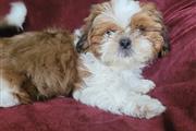 $300 : Well Trained Shih Tzu Puppies thumbnail