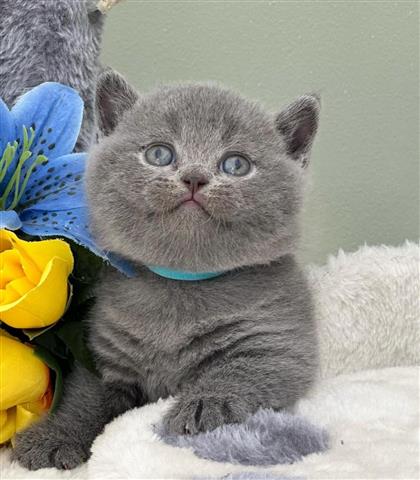 $300 : British Shorthair en venta image 2