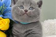 $300 : British Shorthair en venta thumbnail