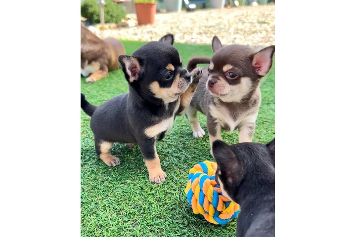 $200 : Cacharro Chihuahua image 1