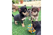 Cacharro Chihuahua en Miami